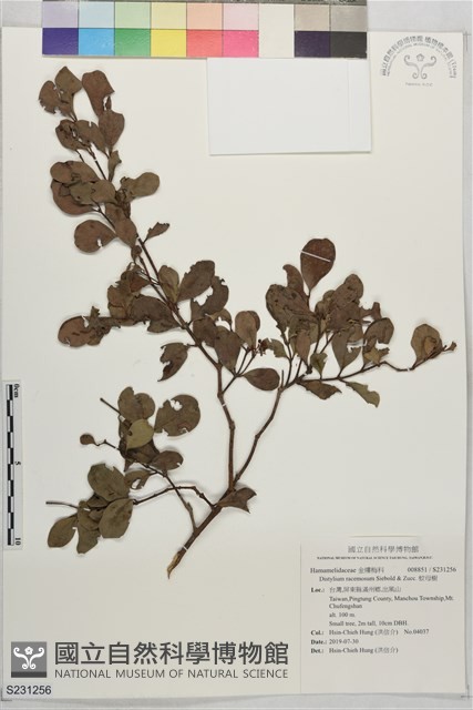 蚊母樹藏品圖，第1張