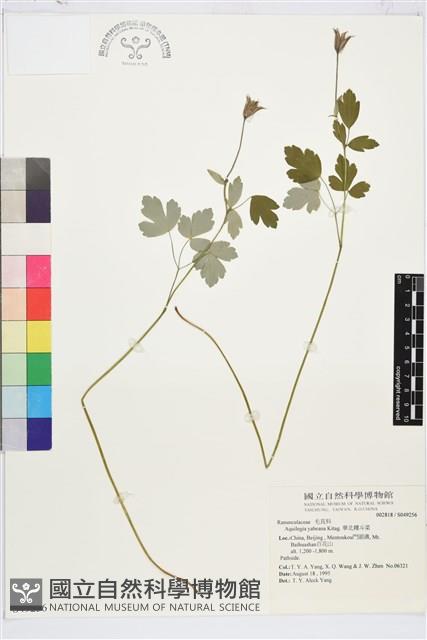 華北耬斗菜藏品圖，第1張