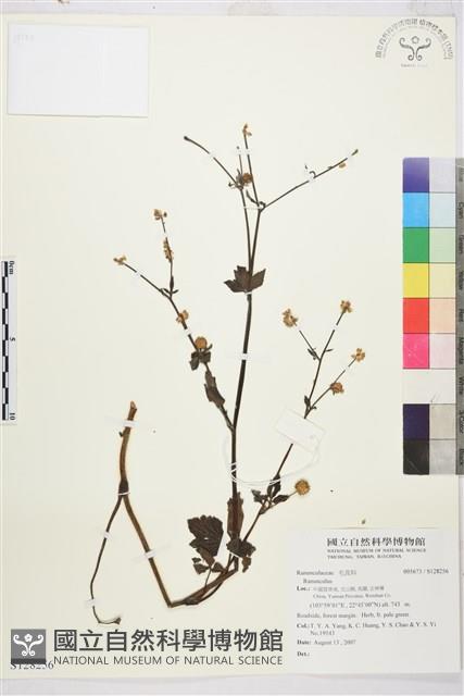 登錄號:S128256藏品圖，第1張