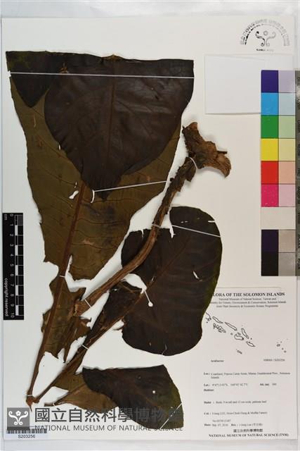 登錄號:S203256藏品圖，第1張
