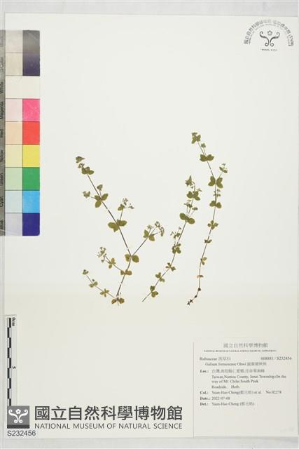 圓葉豬殃殃藏品圖，第1張