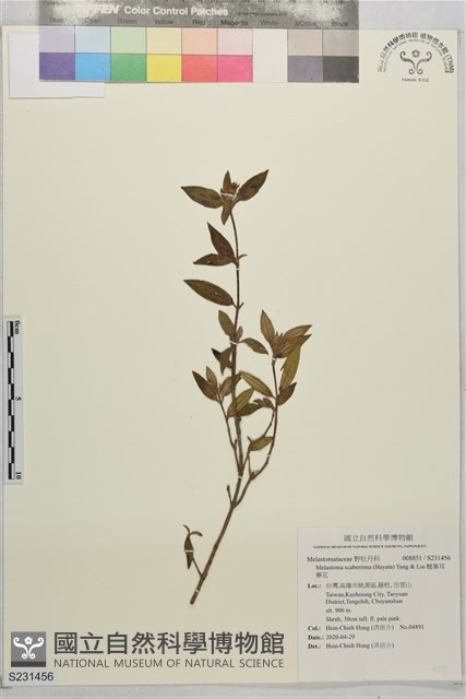 糙葉耳藥花藏品圖，第1張