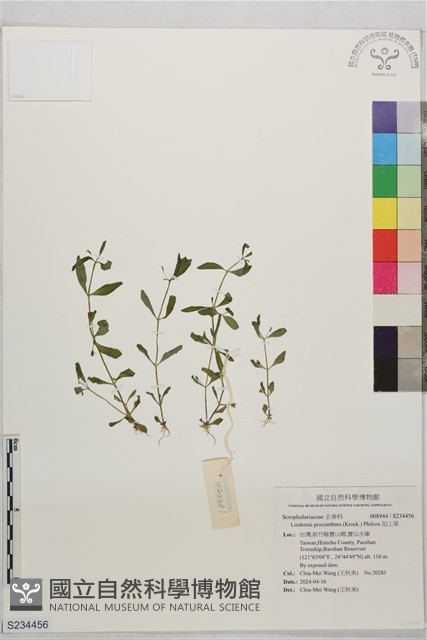 陌上草藏品圖，第1張