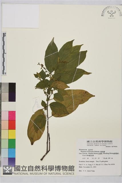 桶鉤藤藏品圖，第1張