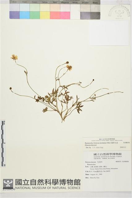 蓬萊毛茛藏品圖，第1張