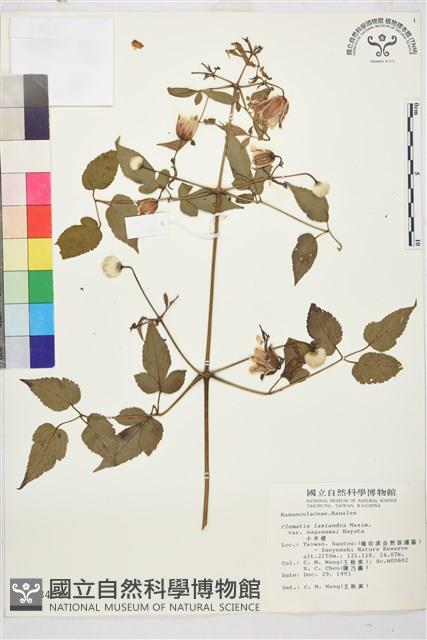 小木通藏品圖，第1張