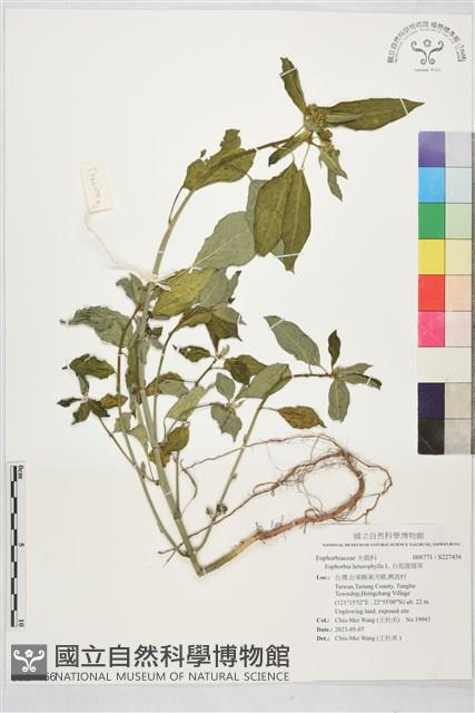 白苞猩猩草藏品圖，第1張