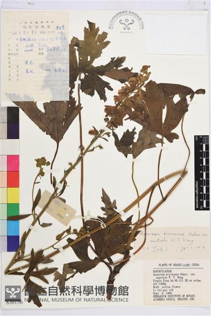 毛果吉林烏頭藏品圖，第1張