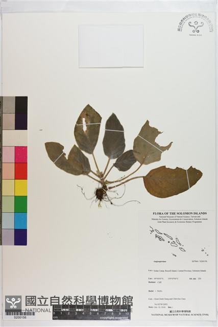 登錄號:S200156藏品圖，第1張