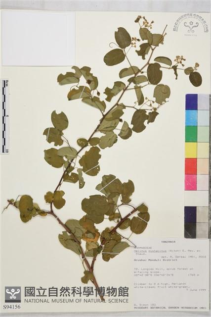 登錄號:S094156藏品圖，第1張