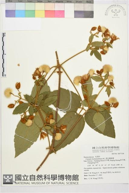 銹毛鐵線蓮藏品圖，第1張