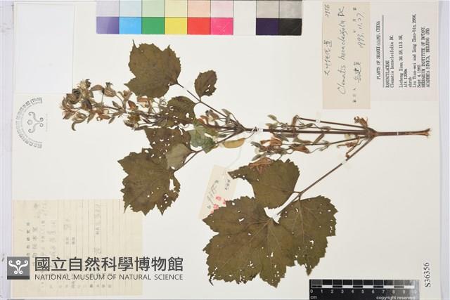 大葉鐵線蓮藏品圖，第1張