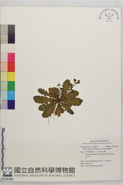 通泉草藏品圖，第1張