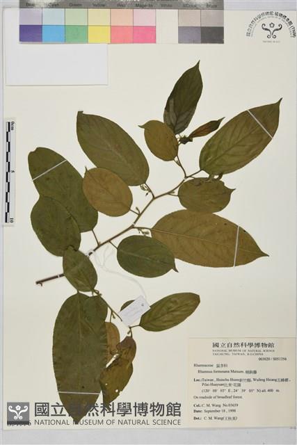 桶鉤藤藏品圖，第1張