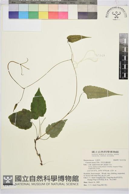 亨利氏鐵線蓮藏品圖，第1張