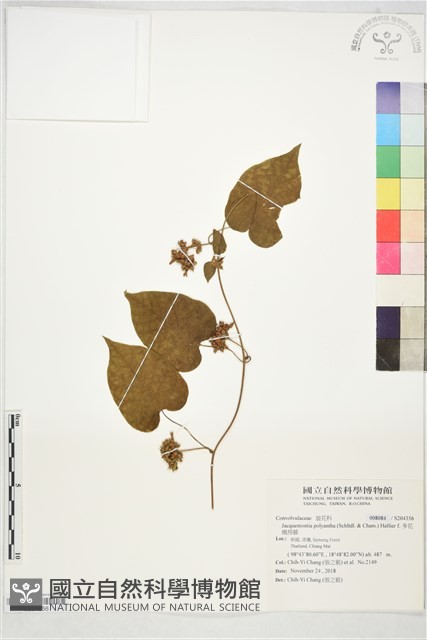 多花娥房藤藏品圖，第1張