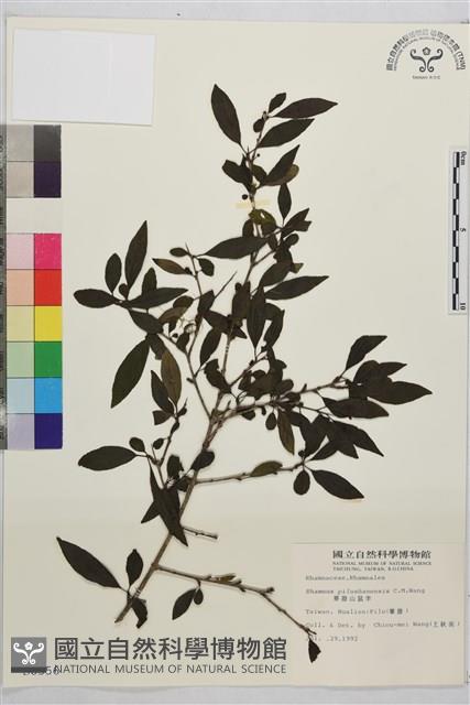 畢祿山鼠李藏品圖，第1張