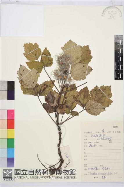 大葉鐵線蓮藏品圖，第1張