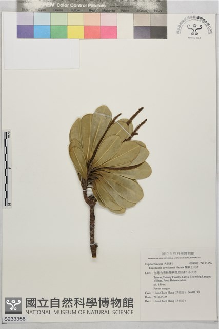 蘭嶼土沉香藏品圖，第1張