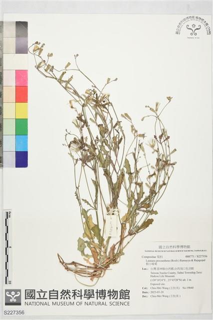假小喙菊藏品圖，第1張