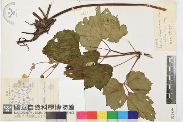 水棉花藏品圖，第1張