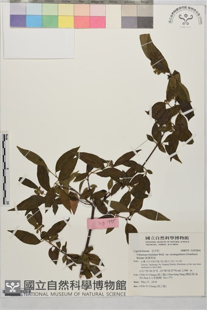 狹葉莢迷藏品圖，第1張