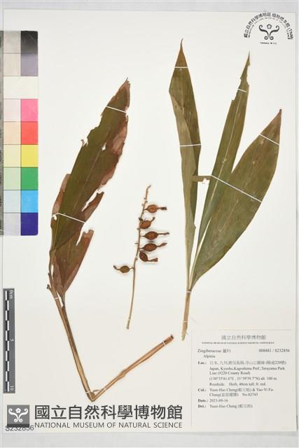 登錄號:S232856藏品圖，第1張