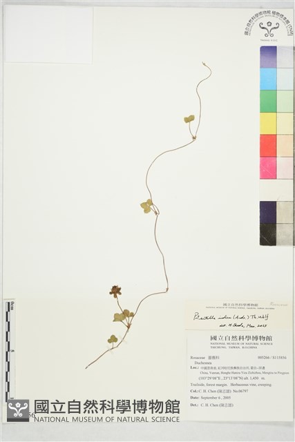 登錄號:S115856藏品圖，第1張
