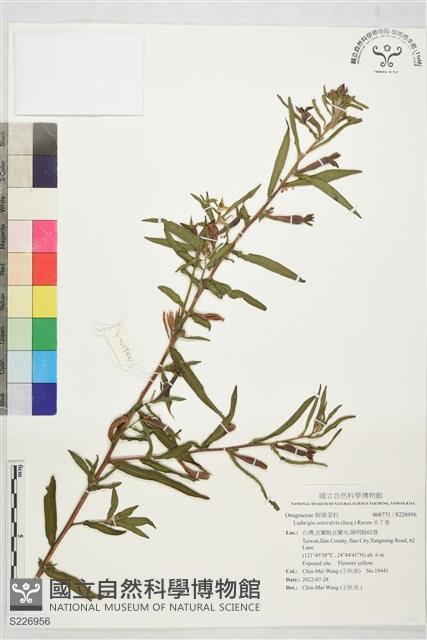 水丁香藏品圖，第1張