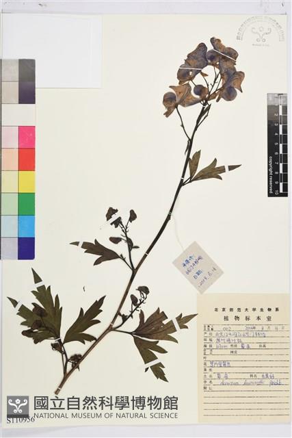 草烏頭藏品圖，第1張