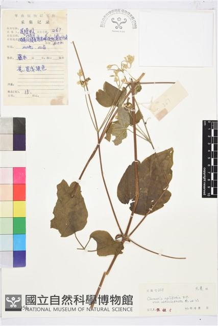 鈍齒鐵線蓮藏品圖，第1張