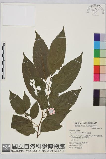 桶鉤藤藏品圖，第1張