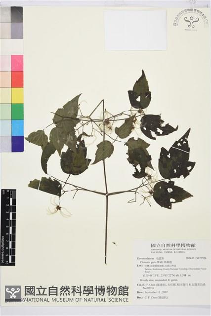 串鼻龍藏品圖，第1張