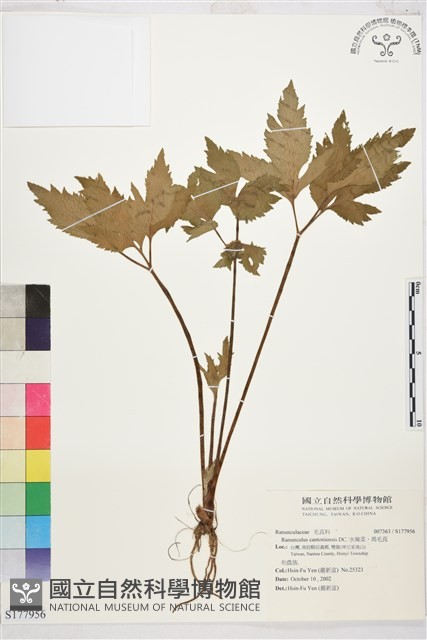 水辣菜、禺毛茛藏品圖，第1張