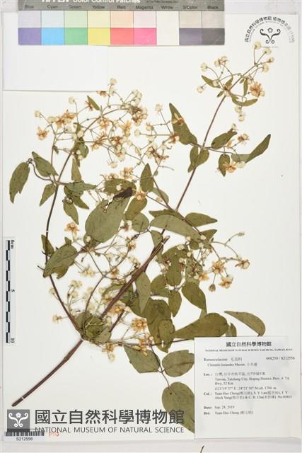 小木通藏品圖，第1張