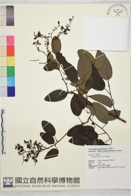 勾兒茶藏品圖，第1張