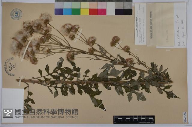 泥胡菜藏品圖，第1張