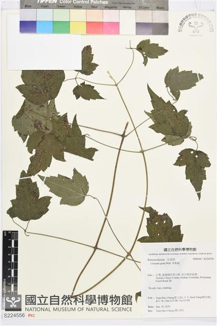 串鼻龍藏品圖，第1張