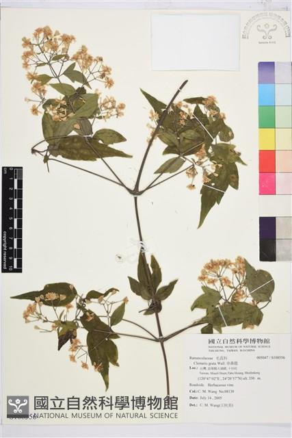 串鼻龍藏品圖，第1張