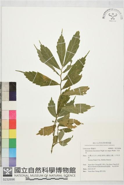 冷清草藏品圖，第1張