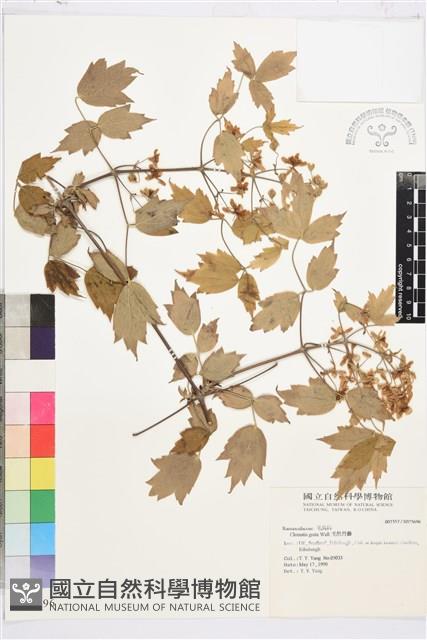 串鼻龍藏品圖，第1張