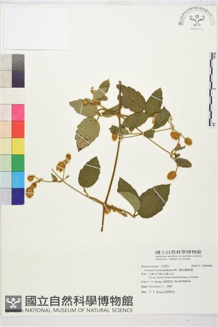 銹毛鐵線蓮藏品圖，第1張