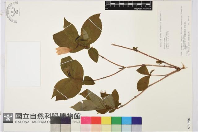 登錄號:S074696藏品圖，第1張