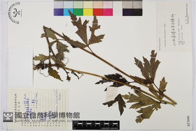 烏頭藏品圖，第1張