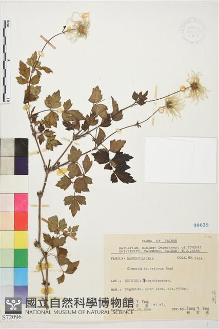 高山鐵線蓮藏品圖，第1張