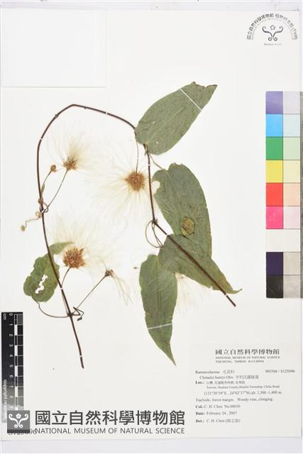 亨利氏鐵線蓮藏品圖，第1張