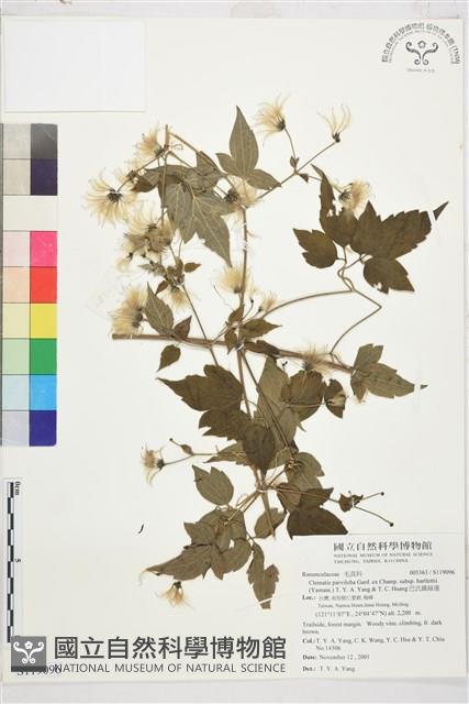 巴氏鐵線蓮藏品圖，第1張