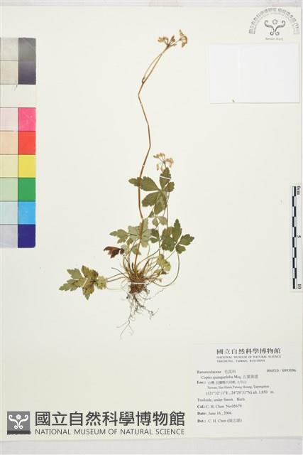 五葉黃連藏品圖，第1張