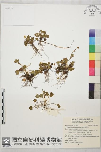 鹿場毛茛藏品圖，第1張