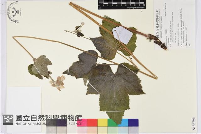 登錄號:S136796藏品圖，第1張